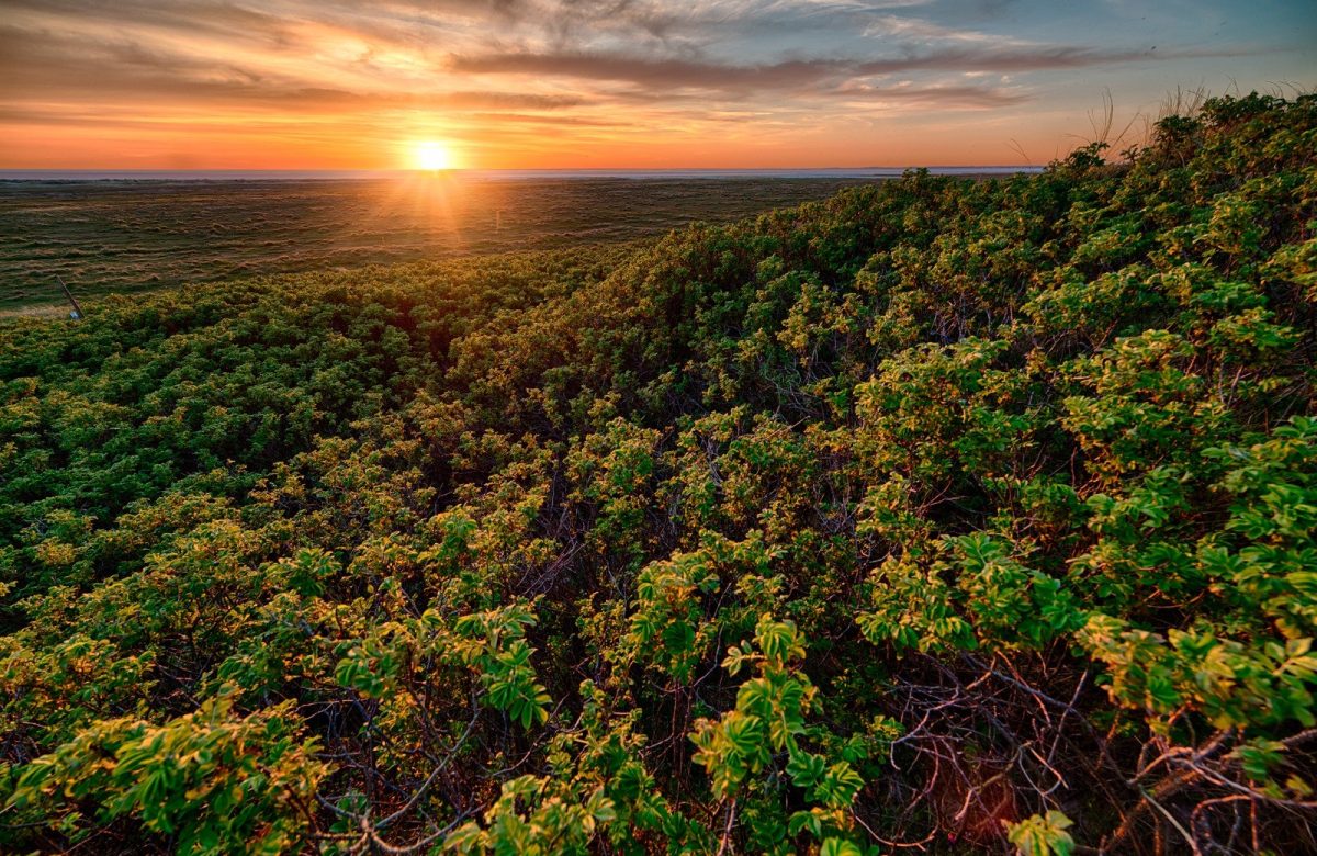 Ecora abre consulta pública para padrão de certificação de créditos de carbono no Brasil