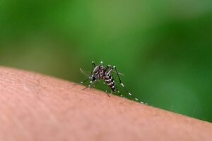 Entenda por que tem mais dengue com o El Niño e por que a situação pode piorar