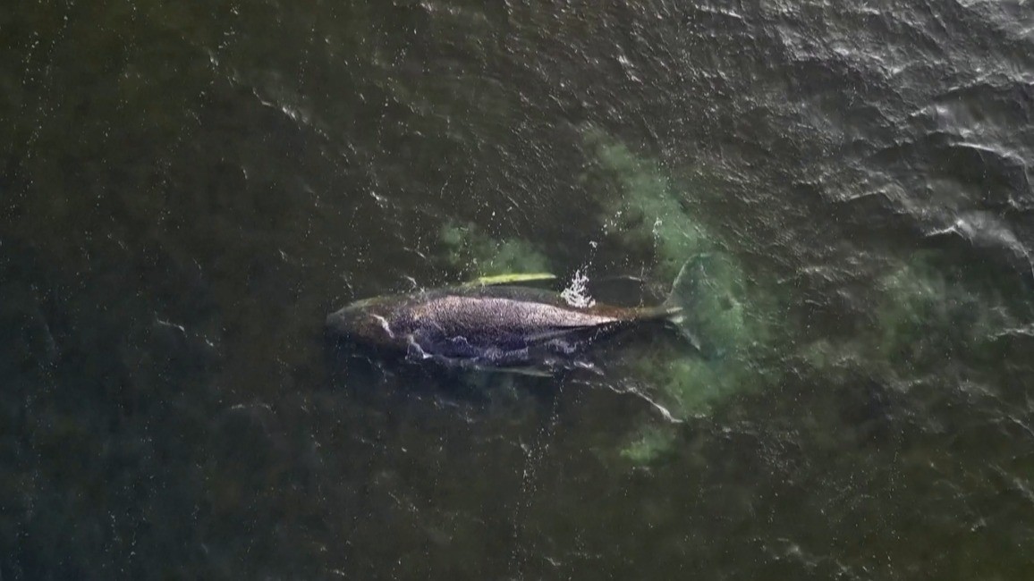 Baleia Jubarte Encalhada na Alemanha: Por Que o Animal Explode Após a Morte