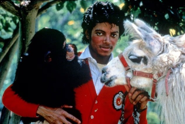 Bubbles, o chimpanzé de Michael Jackson, completa 43 anos em santuário na Flórida