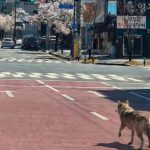 Imagem de Lobo Criada com IA Causa Pânico na Coreia do Sul e Resulta em Prisão