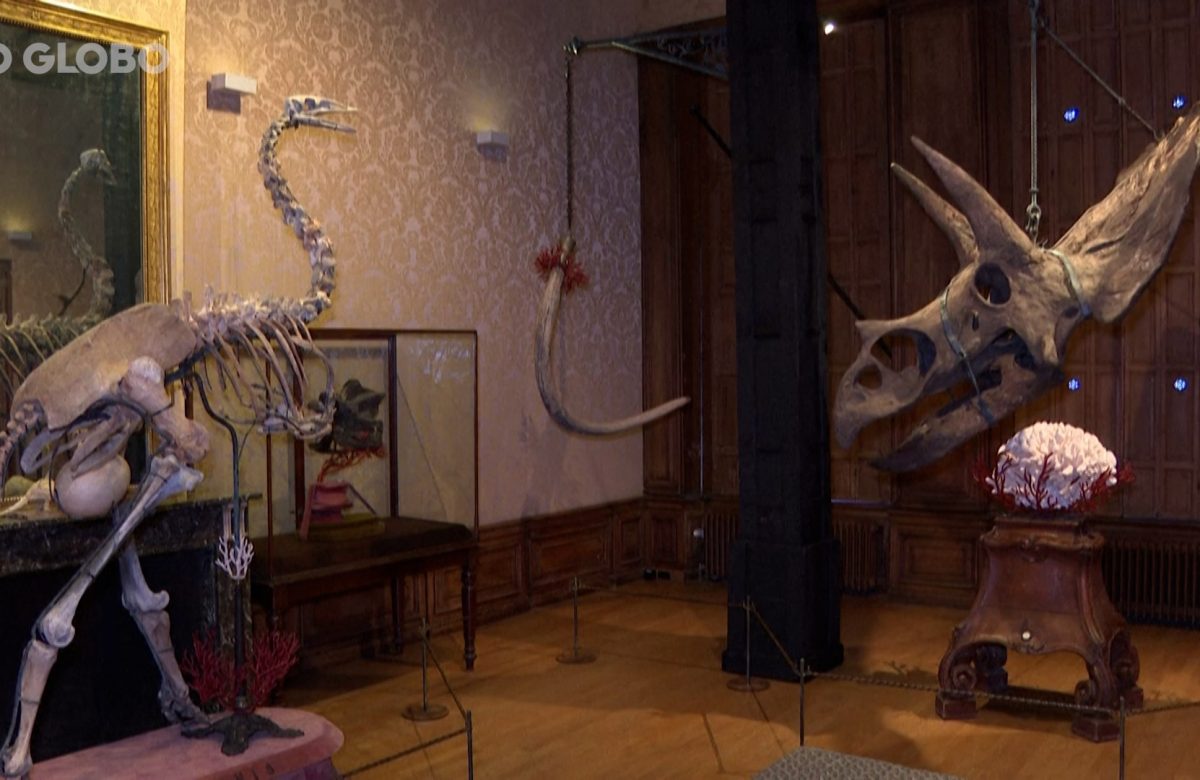 Museu de Amsterdã Transforma Fósseis Pré-Históricos em Obra de Arte: Conheça a Exposição Relics