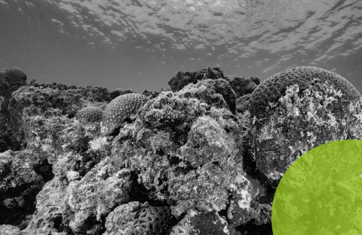 Agricultura de Corais: UFRJ Inicia Reprodução em Laboratório para Salvar Recifes do Colapso Climático