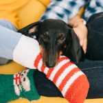 Frio altera comportamento dos cães: saiba como proteger seu pet no inverno