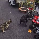 Cadela Corajosa Enfrenta Urso-Preto e Salva Menino de 6 Anos nos EUA; Vídeo Viraliza