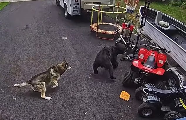 Cadela Corajosa Enfrenta Urso-Preto e Salva Menino de 6 Anos nos EUA; Vídeo Viraliza
