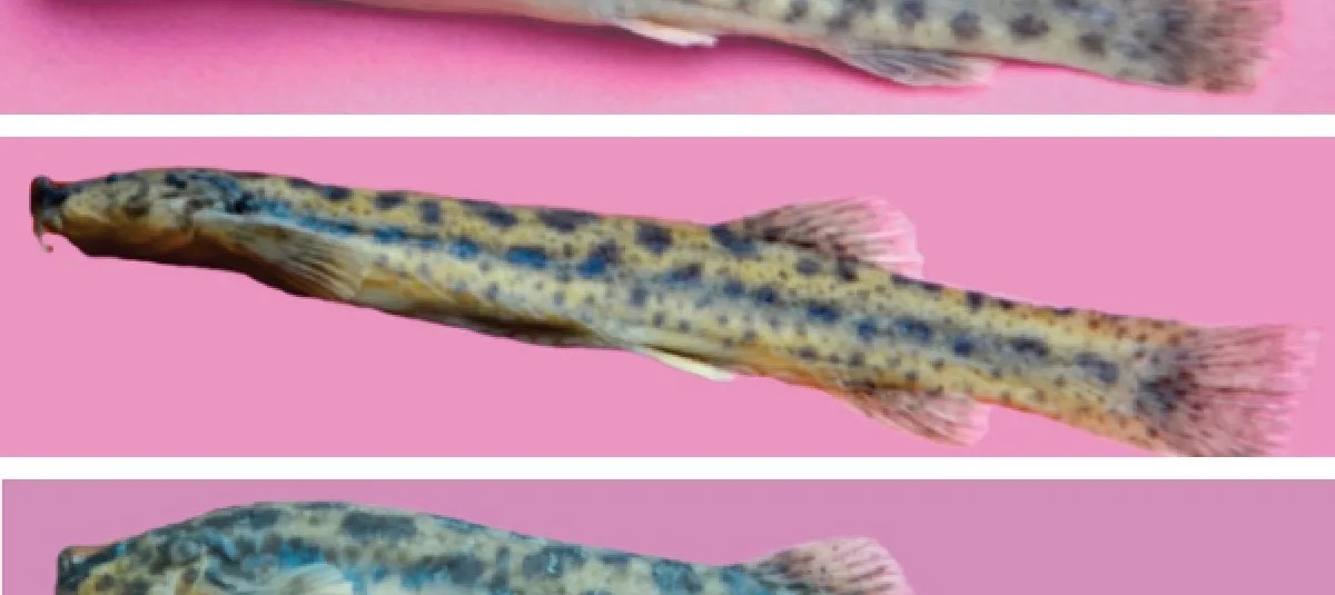 Câncer Transmissível em Peixes de Água Doce é Descoberto pela Primeira Vez; Conheça o Quarto Caso em Animais