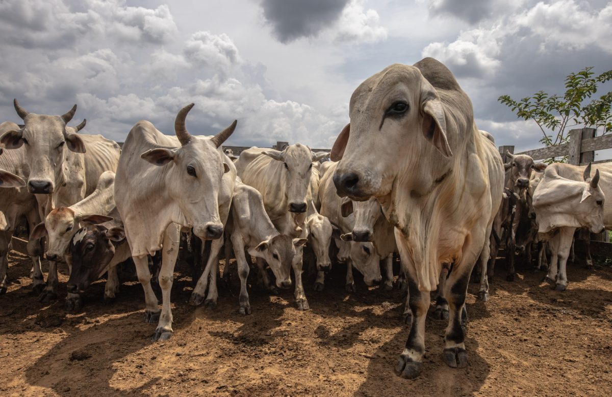 Cota de carne para China cheia: frigoríficos reduzem produção e concedem férias coletivas