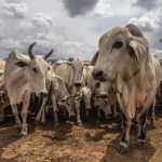 Cota de carne para China cheia: frigoríficos reduzem produção e concedem férias coletivas