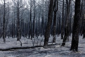 Incêndio Devastador na Espanha: Pedro Sánchez Declara Prioridade na Preservação de Vidas