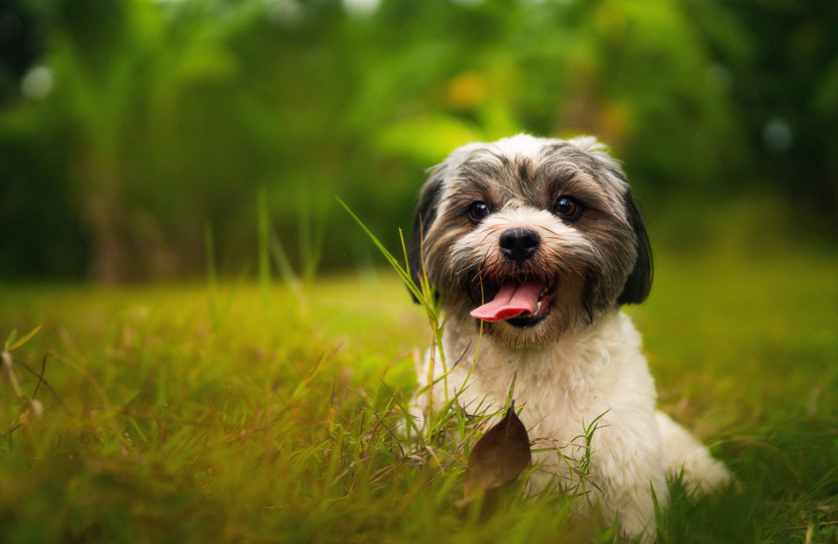 Por que cachorros comem grama? Descubra as razões científicas por trás desse comportamento