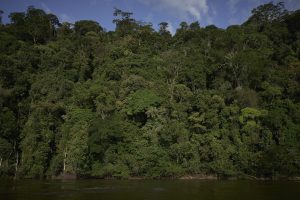 Amazônia atinge recorde histórico com queda de 36% nos alertas de desmatamento em 2026