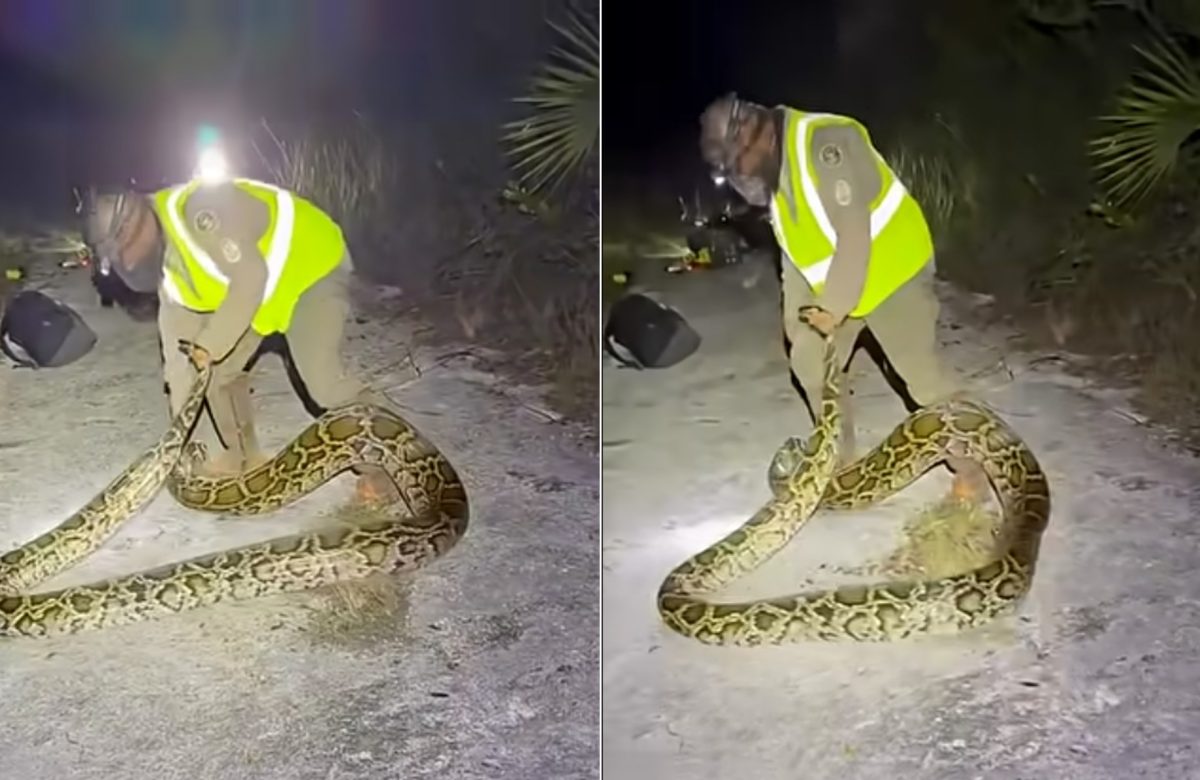 Caçador captura cobra píton de 5 metros na Flórida e vence desafio anual de controle de espécie invasora