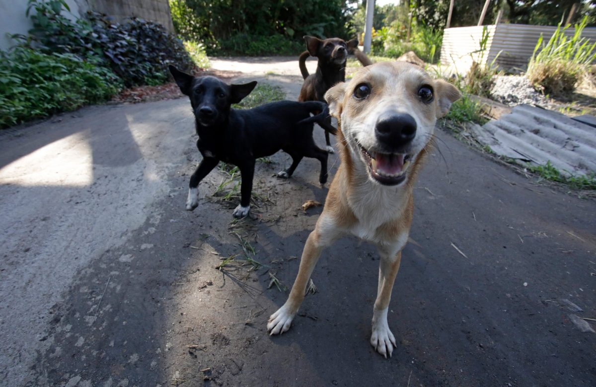 Caramelos sem lar: a realidade cruel dos cães vadios entre a mata e a cidade
