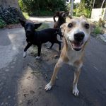 Caramelos sem lar: a realidade cruel dos cães vadios entre a mata e a cidade