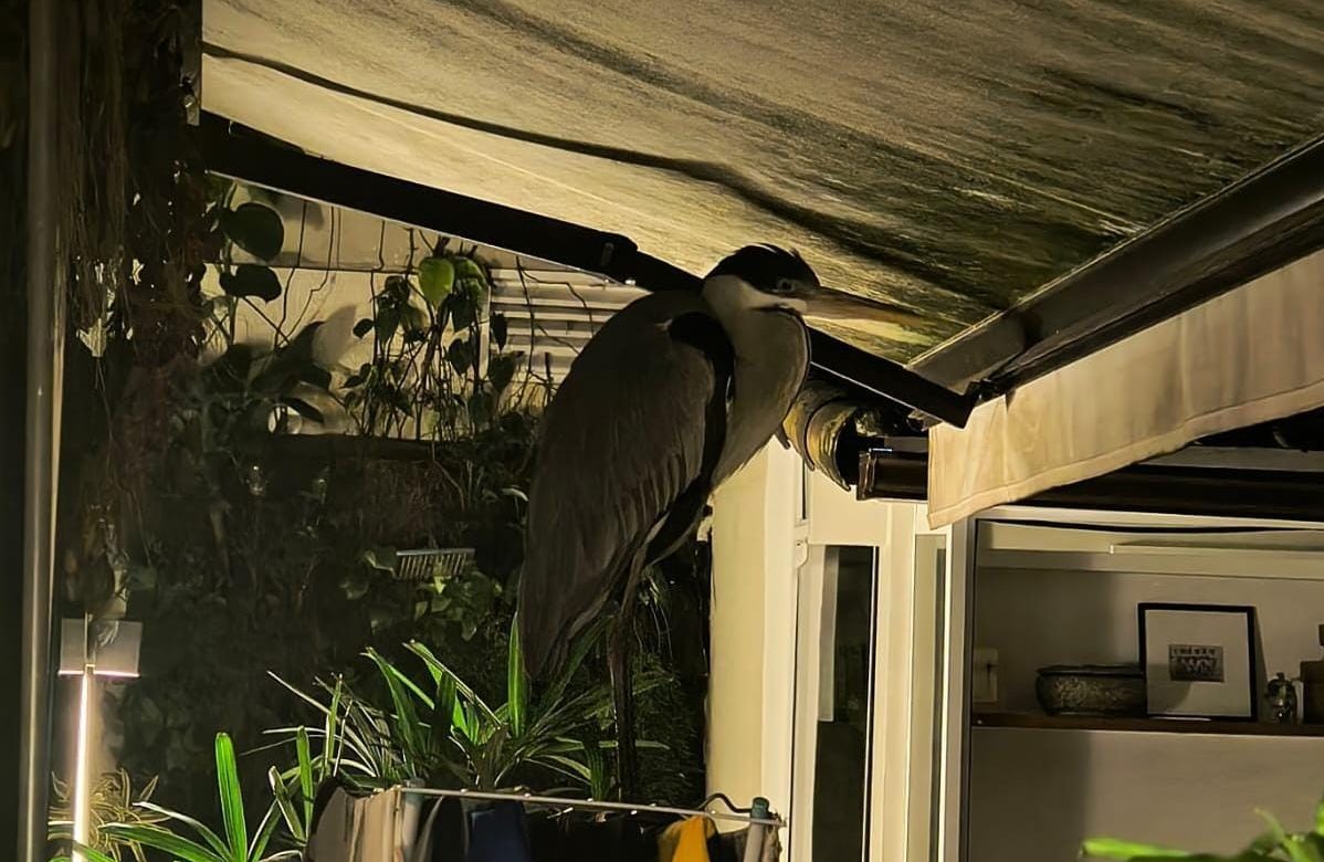 Garça invade quintal no Jardim Botânico e causa alvoroço em família do Rio de Janeiro