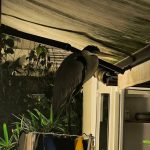 Garça invade quintal no Jardim Botânico e causa alvoroço em família do Rio de Janeiro