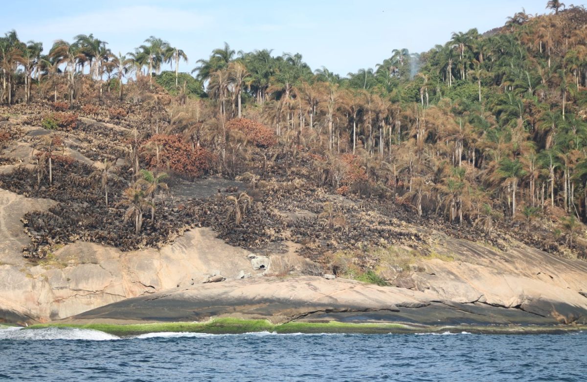 Duas áreas de preservação de Niterói sofrem com incêndios em uma semana: Mata Atlântica em risco