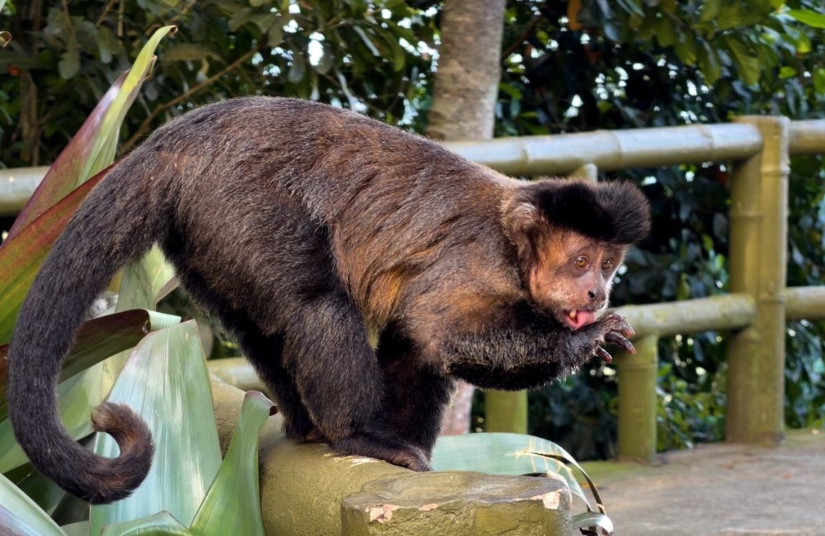 Macaco-prego é flagrado bebendo água de bromélia gigante na Vista Chinesa: vídeo exclusivo