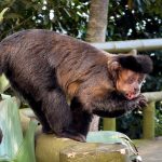 Macaco-prego é flagrado bebendo água de bromélia gigante na Vista Chinesa: vídeo exclusivo
