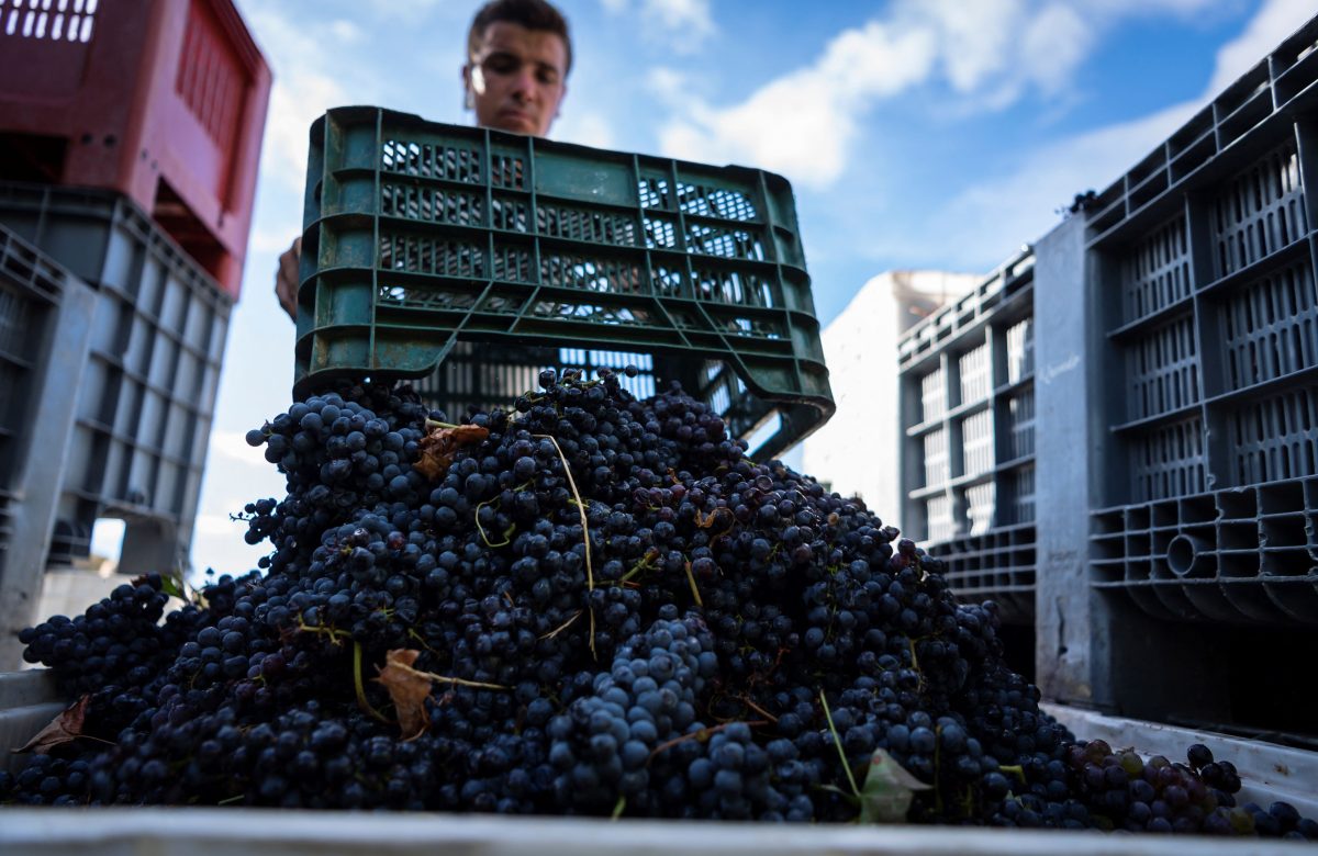Portugal Aumenta Produção de Vinho em 2025, Mas Enfrenta Desafio de Oferta Acima da Demanda